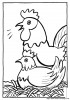 poules 019