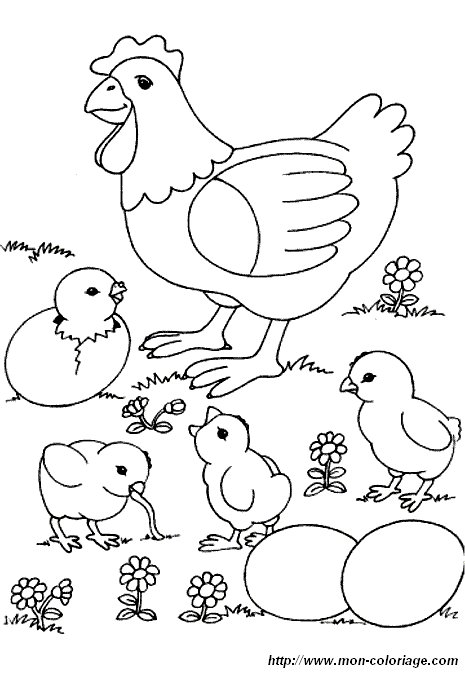 poules 023