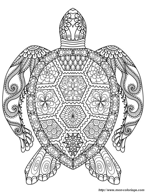 Une tortue