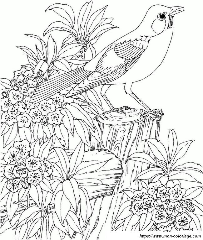 Coloriage de printemps pour adultes