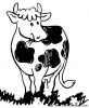 vache11