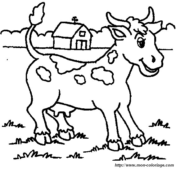 vache13