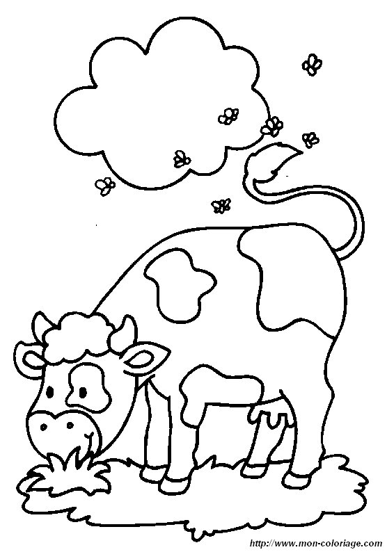 vache4